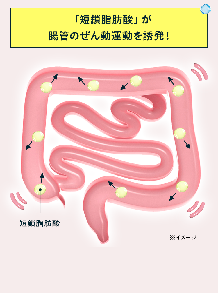 「短鎖脂肪酸」が腸管のぜん動運動を誘発！